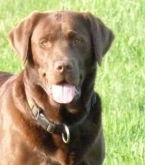 Wurfvorankündigung Labrador Retriever Welpen choco Mai/Juni 2021