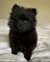 Pomeranian Zwergspitz Welpen