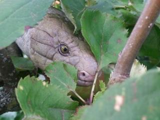 Suche Coruzia zebrata Weibchen 0. 1 möglichst adult oder subadult auch juvenil