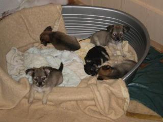 Reinrassige langhaar Chihuahua