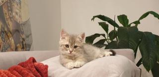 Ultra süße und liebevolle BKH Katzen 2 Brüder