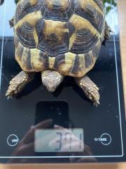 Drei griechische Landschildkröten zu verkaufen NZ 2021 2021