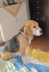 Gino - sein Hundekumpel wurde vergiftet