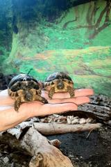 Testudo marginata NZ 2024