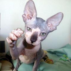 Canadian Sphynx