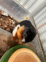2 Schönhörnchen, Männchen, 1. 5 Jahre-Preis für beide