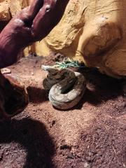 Mix Boa Constrictor Ecuador
