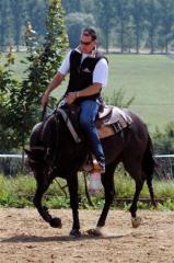 Super Paint Horse Stute / ready to show / Black