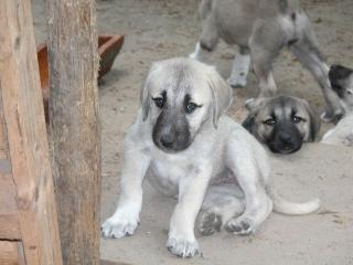 Sivas Kangal Welpen zu verkaufen Geboren am 08. 05. 2021