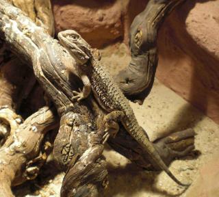 Zwergbartagame adult 1. 0 variabel mit Terrarium