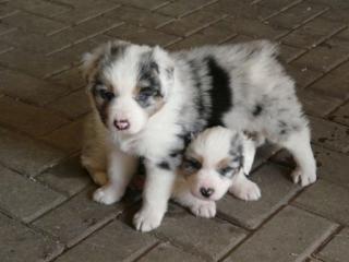 Hübsche Australian Shepherd Welpen