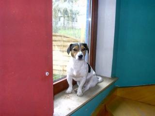 Jack russel deckrüde
