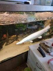 Platinum white Alligatorhecht AAA 70cm