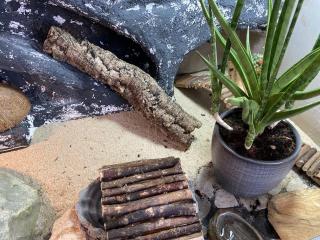 2 Leopardgecko Weibchen Terrarium