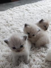 Reinrassige BKH kitten