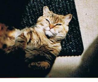 Findelkatze sucht neues Nest