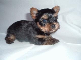 Yorkshire Terrier Welpen