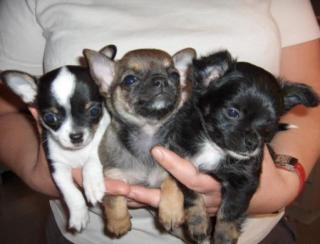 Schöne Chihuahua Babys zur Verfügung