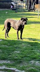 Cane Corso 19 Monate alte Hündin