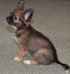 Typvoller Chihuahuawelpe Rüde aus seriöser VDH Zucht abzugeben