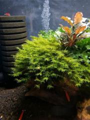 Phoenix Moss fissidens fontanus Phoenixmoss