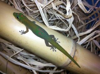 Goldstaub-Taggecko, geb. 08. 2021, männlich abzugeben