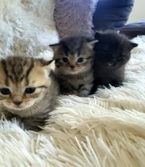 Süsse reinrassige Bkh Kitten