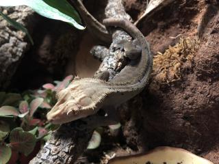 Terrarium und Kronengecko mit komplettem Zubehör