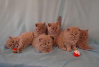 Kitten, BKH, BLH Kitten mit 1a Stammbaum Eltern Europa champion