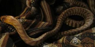 Woma Python / Aspidites Ramsayi 1. 0 DNZ
