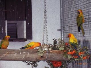 2, 0 Sonnensittiche aus eigener Hobbyzucht abzugeben, sehr schöne Tiere
