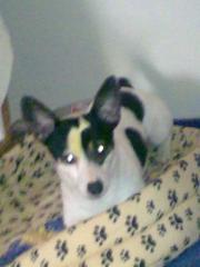 Lieber Familienhund sucht neues liebevolles Zuhause -