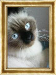 Birema/Perser Katze