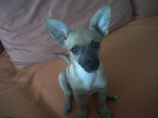 Chihuahua-Rehpinscher-Mischling