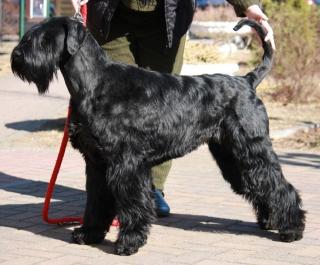 Riesenschnauzerwelpen lackschwarz