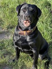 Deckrüde Labrador Golden Retriever