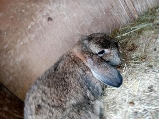 Hase Kaninchen Zwergwidder, Chinchilla, weiblich