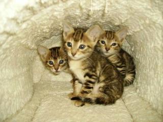 Sokoke wunderschöne Katzenbabys