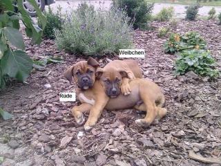 2 Boxermischlinge -Welpen 1 Weibchen, 1 Rüde zu verkaufen