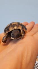 Griechische Landschildkröten Nachzuchten 21