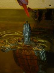 Rotwangenschmuckschildkröte männlich ca 4 jahre alt