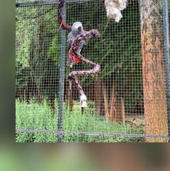 SUCHE Henne für Hahn - Graupapgei ohne Käfighaltung
