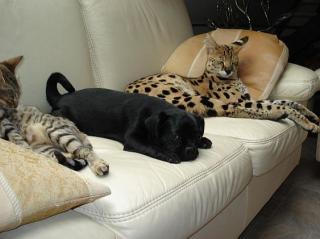 Deckkater Savannah und andere Rassekatzen