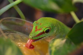 Große Madagaskar Taggeckos Jungtiere 0. 0. 5 DNZ 07-09/24 High Red