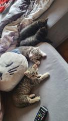 Ägyptisch Mau - BKH Mix Kitten