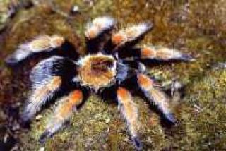 VOGELSPINNEN SPIDERLINGE