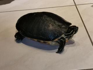 Wasserschildkröte abzugeben
