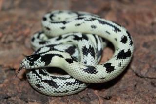 Lampropelzis Californiae High White / Leonis