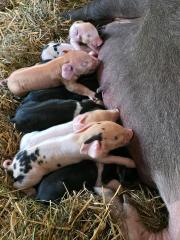 Sattelschwein ferkel