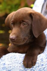Labrador Welpen abzugeben un schoko und blond
